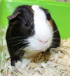 39266 & 39267 - Marshmallow & Bobo