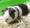 39266 & 39267 - Marshmallow & Bobo