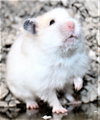 39276 - Clover