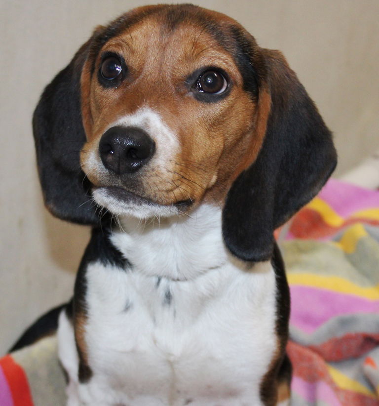 Dog for Adoption - 39353 - Milo, a Beagle in Calvert County, MD | Alpha Paw