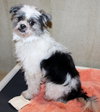 39385 - Benji