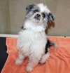 39385 - Benji