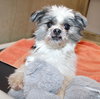 39385 - Benji