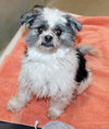 39385 - Benji