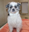39385 - Benji