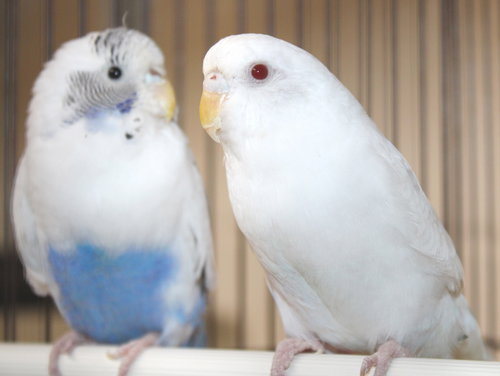 39408 & 39409 - Dee Dee & Mihu