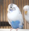 39408 & 39409 - Dee Dee & Mihu