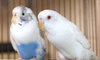 39408 & 39409 - Dee Dee & Mihu