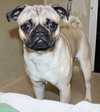 39487 - Hadji