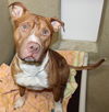 39503 - Tyson