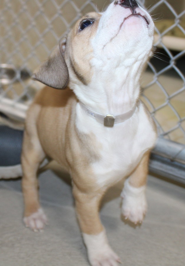 Dog for Adoption 39525 Latrice, a American Pit Bull Terrier in Anne