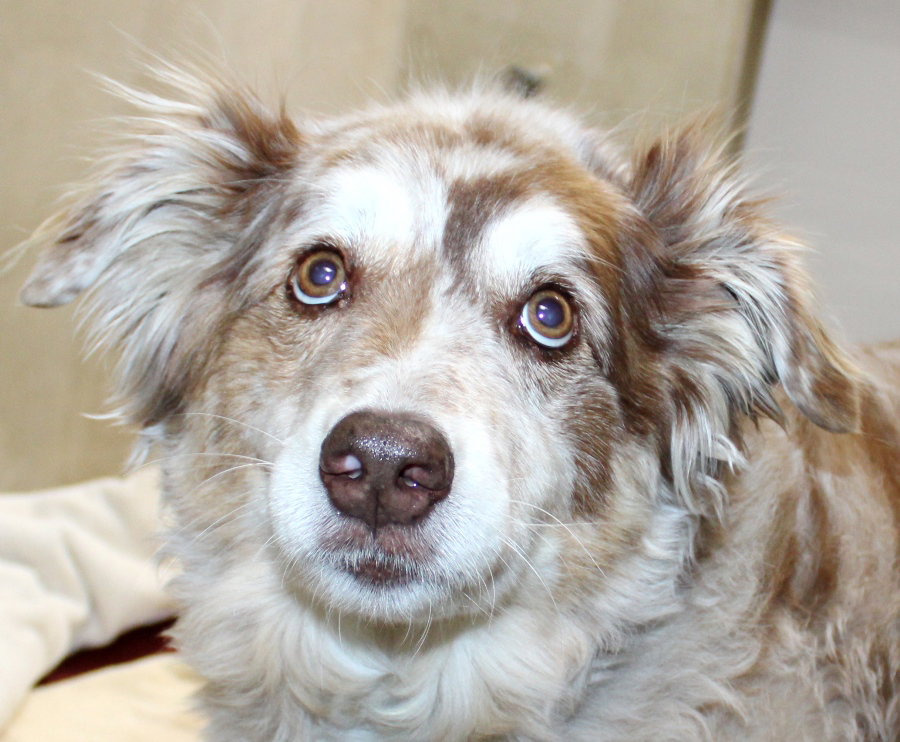 Dog for Adoption 39553 Zoe, a Australian Shepherd in Glenarden, MD