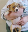 39526 - Lola