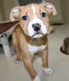 39526 - Lola