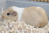 39582 - Remi
