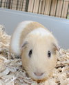 39582 - Remi