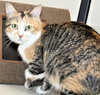 39620 - Fiona
