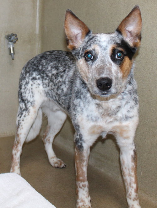 39622 - Wyatt