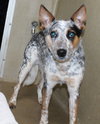 39622 - Wyatt