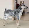 39622 - Wyatt