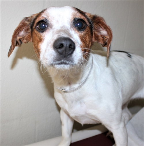 39702 - Daisy