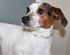 39702 - Daisy