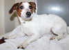 39702 - Daisy