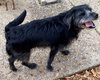 39734 - Sadie
