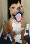 39812 - Rocky