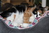 39762 - Cherie