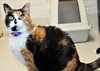 39762 - Cherie