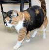 39762 - Cherie