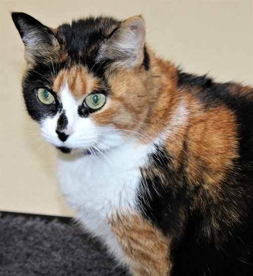 39762 - Cherie