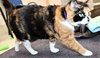 39762 - Cherie