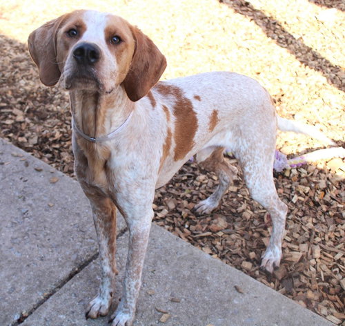39729 - Rufus