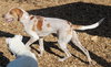 39729 - Rufus