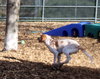 39729 - Rufus