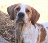 39729 - Rufus