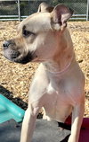 39879 - Lady