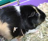 40006 - Nugget