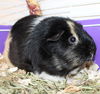40006 - Nugget