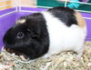 40006 - Nugget