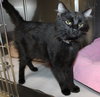 40061 - Onyx