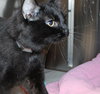 40061 - Onyx