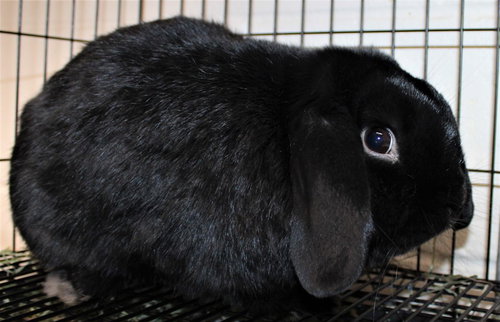 40072 - Onyx