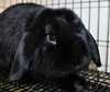 40072 - Onyx