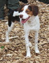 40076 - Bentley