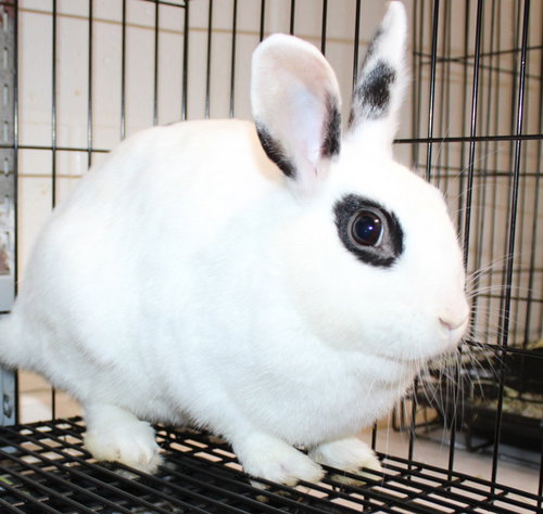 40095 - Bonnie