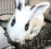 40095 - Bonnie