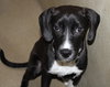 40115 - Louie